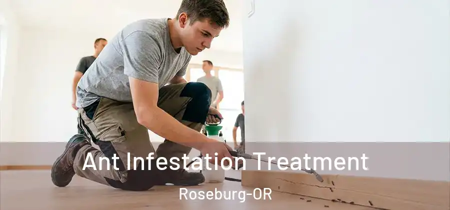 Ant Infestation Treatment Roseburg-OR