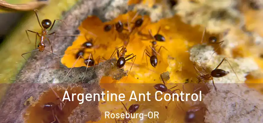 Argentine Ant Control Roseburg-OR