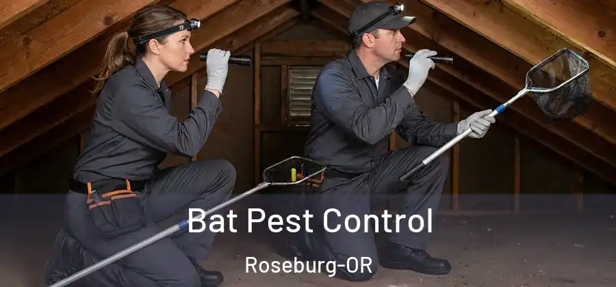  Bat Pest Control Roseburg-OR