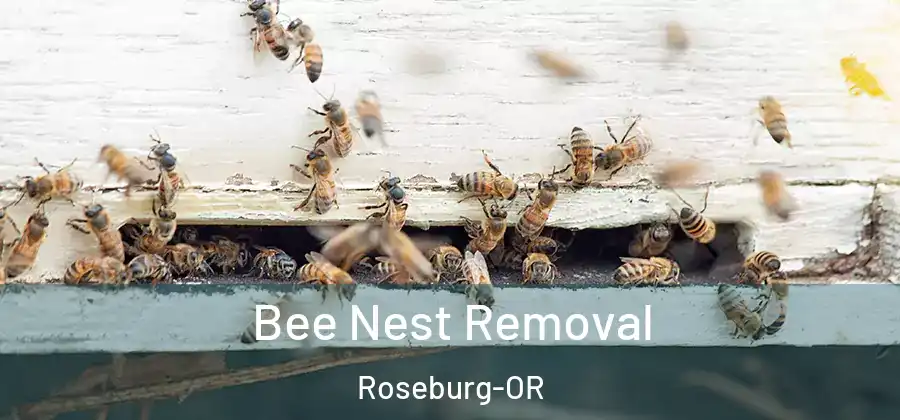 Bee Nest Removal Roseburg-OR