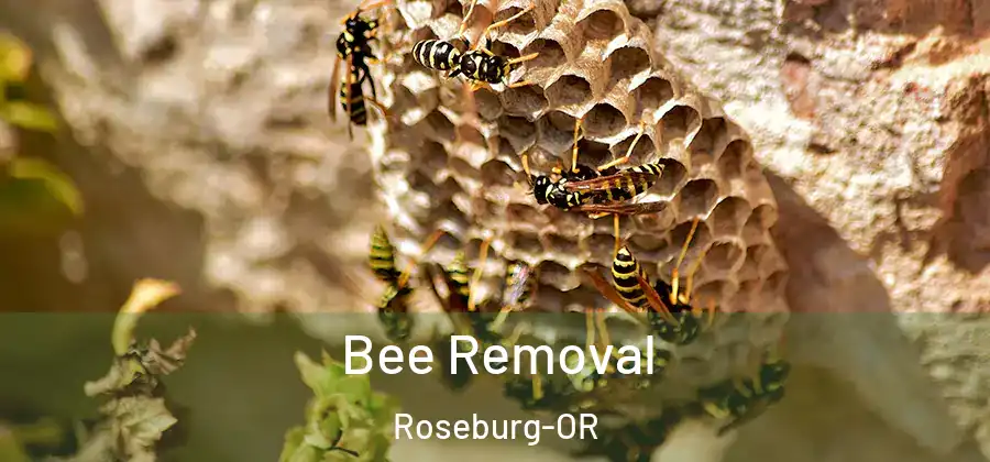  Bee Removal Roseburg-OR