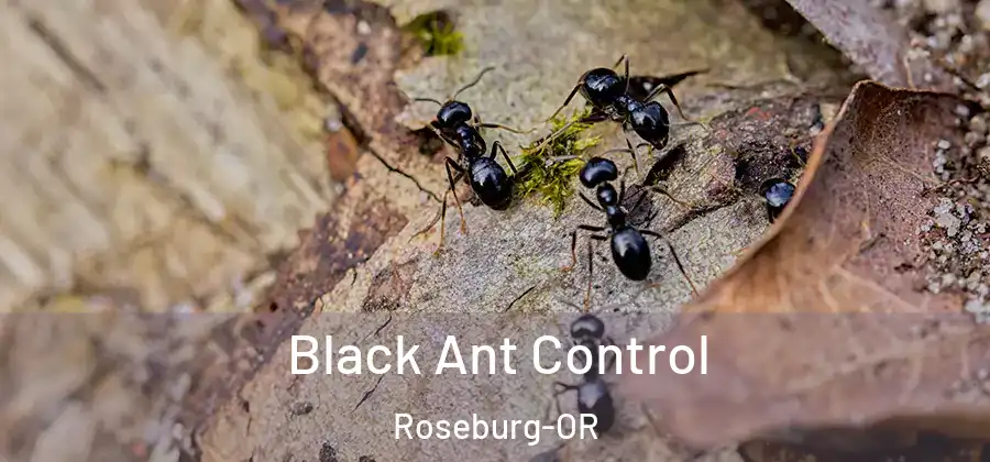 Black Ant Control Roseburg-OR