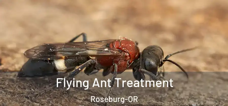Flying Ant Treatment Roseburg-OR