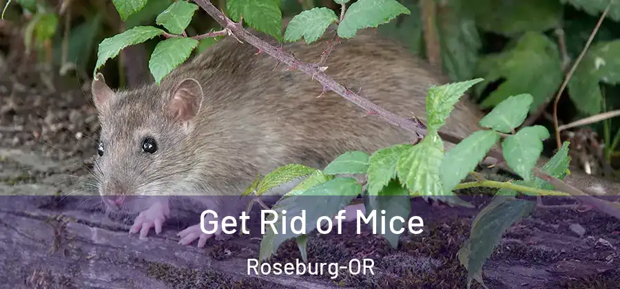 Get Rid of Mice Roseburg-OR