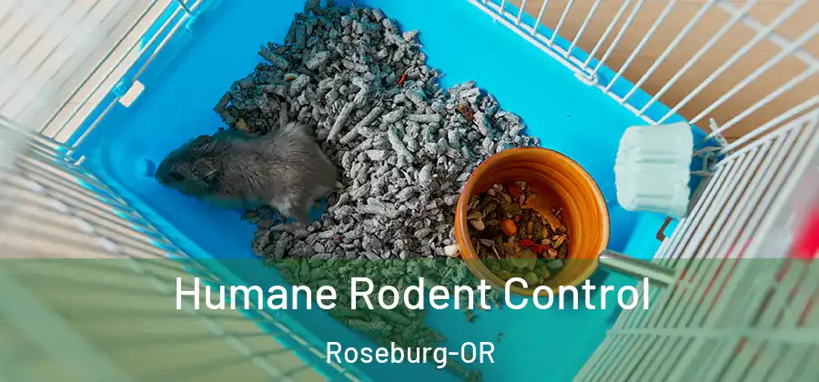 Humane Rodent Control Roseburg-OR