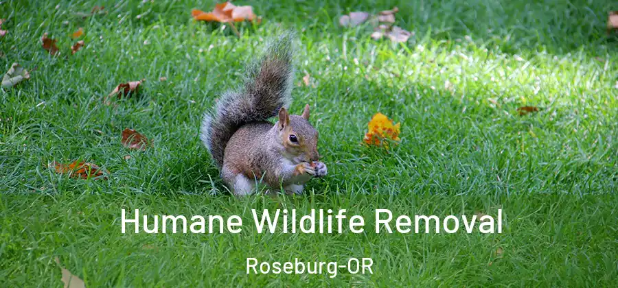 Humane Wildlife Removal Roseburg-OR