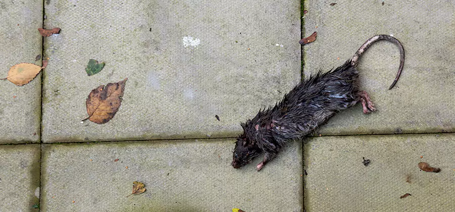 Mice in the Attic Removal in Roseburg