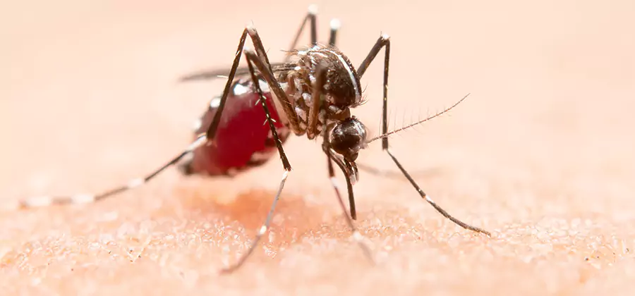 Pond Mosquito Control and Water Treatment in Roseburg