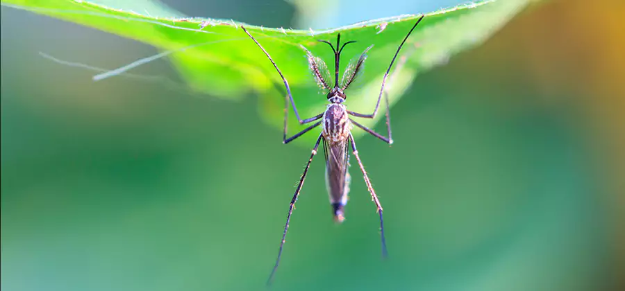 Home Defense Insect Killer in Roseburg