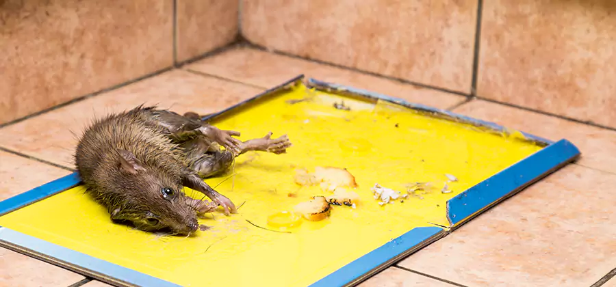 Mouse and Rat Control in Roseburg