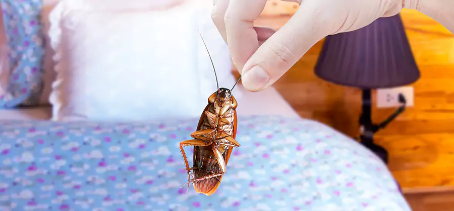 Bed Bug Inspection in Roseburg