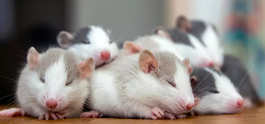 Rat Infestation Exclusion Service in Roseburg