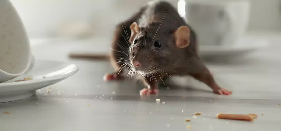 Attic Rat Exclusion Service in Roseburg