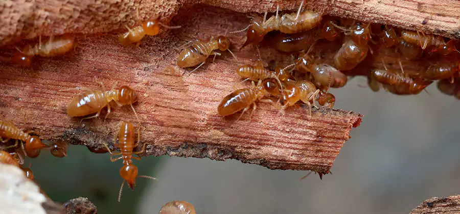Perimeter Soil Termite Treatment in Roseburg