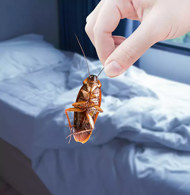 Why Choose Roseburg Pest Control Pro for Bed Bug Extermination in Roseburg, OR?