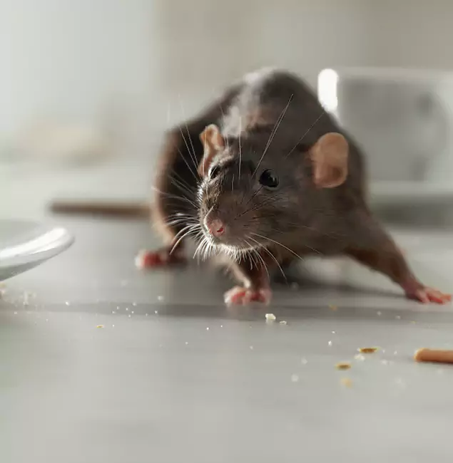 Why Roseburg Homeowners Choose Roseburg Pest Control Pro for Mice Control?