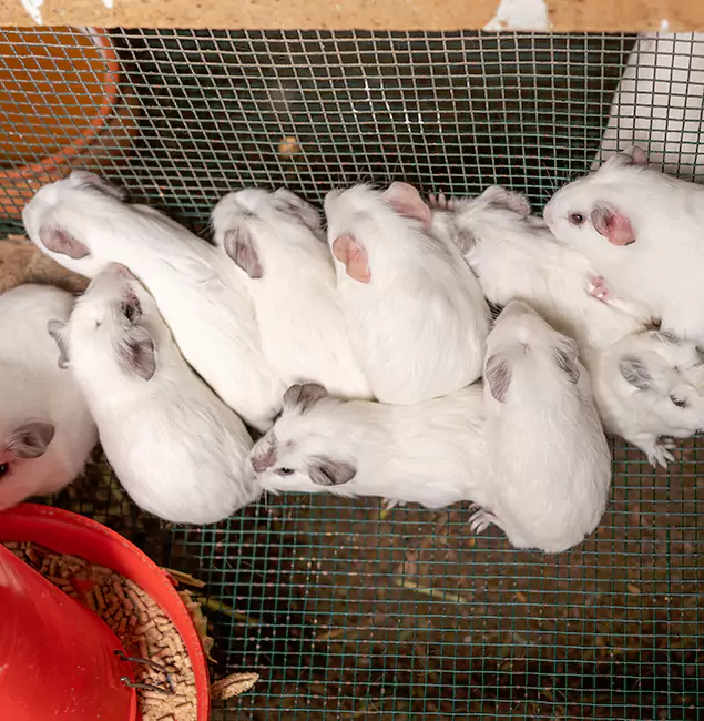 Why Choose Roseburg Pest Control Pro for Rat Infestation in Roseburg, OR?