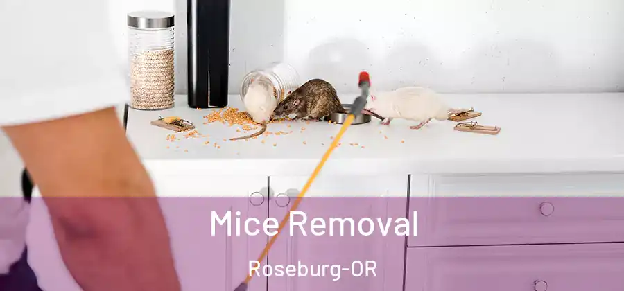 Mice Removal Roseburg-OR