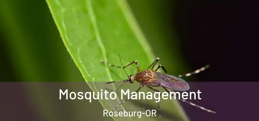 Mosquito Management Roseburg-OR