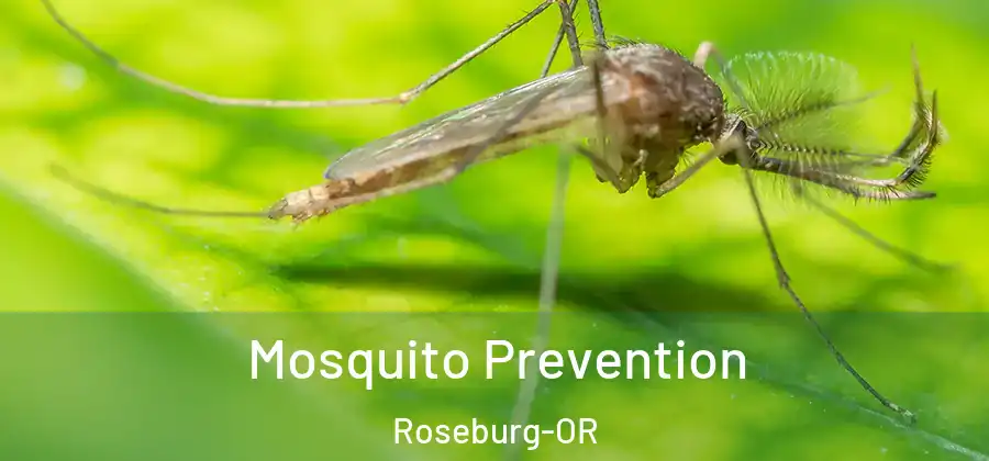 Mosquito Prevention Roseburg-OR