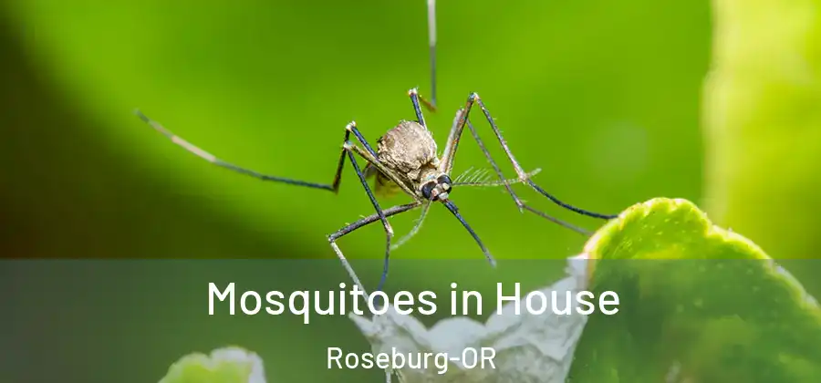 Mosquitoes in House Roseburg-OR