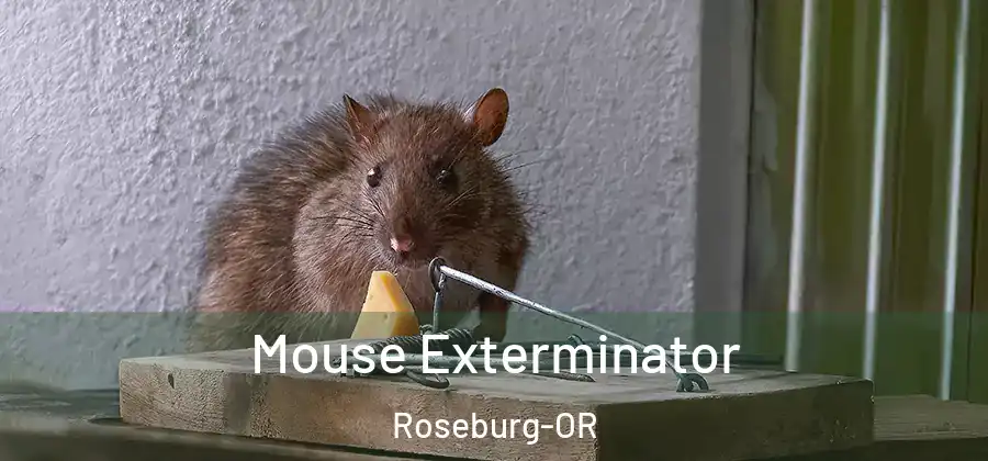 Mouse Exterminator Roseburg-OR