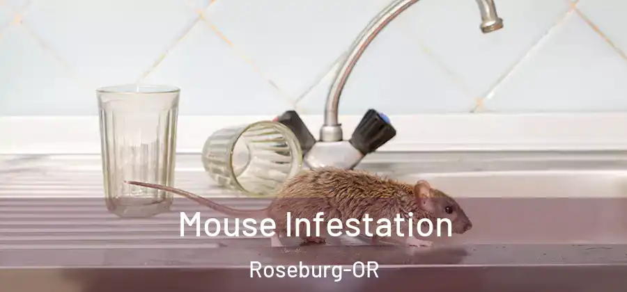 Mouse Infestation Roseburg-OR