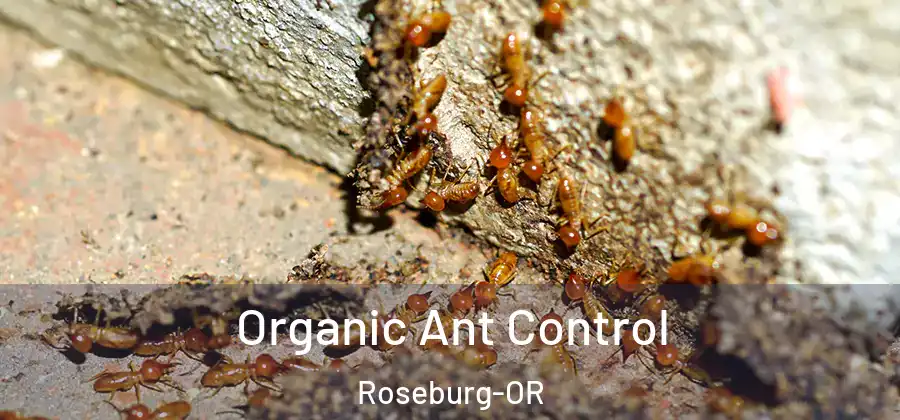 Organic Ant Control Roseburg-OR