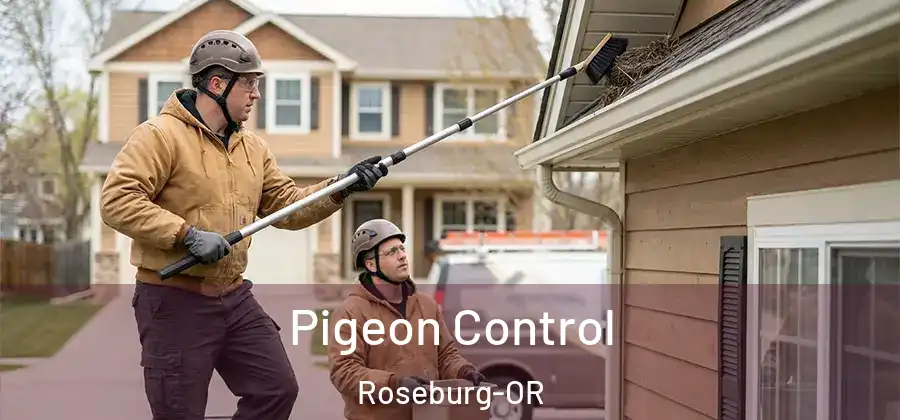Pigeon Control Roseburg-OR