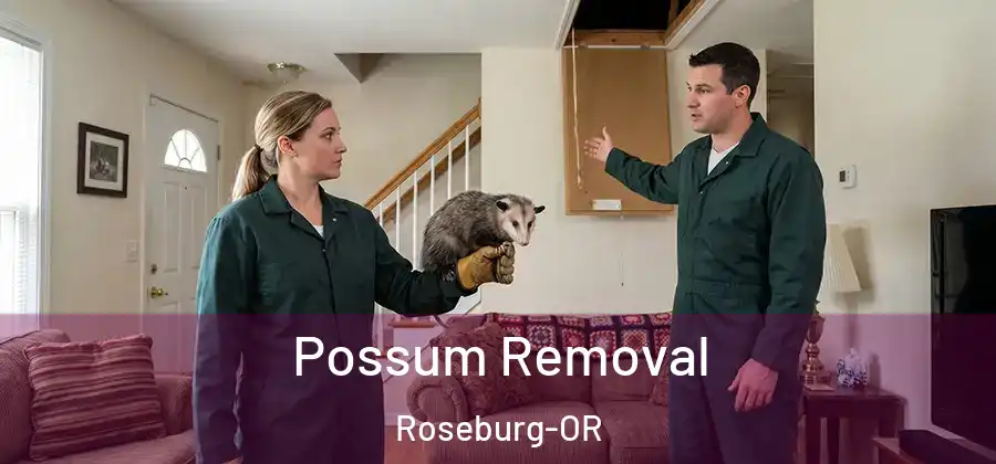 Possum Removal Roseburg-OR