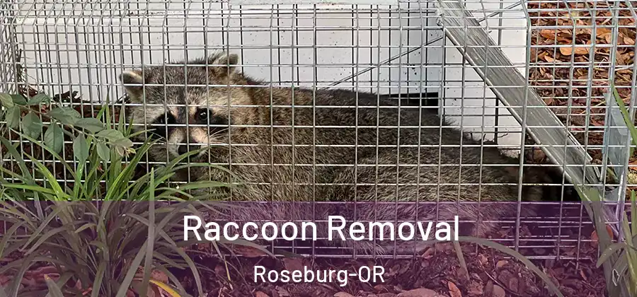Raccoon Removal Roseburg-OR