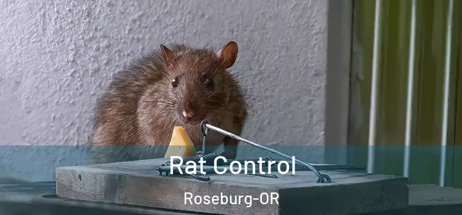  Rat Control Roseburg-OR