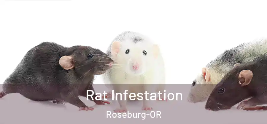 Rat Infestation Roseburg-OR
