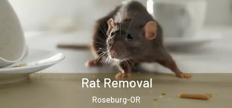 Rat Removal Roseburg-OR
