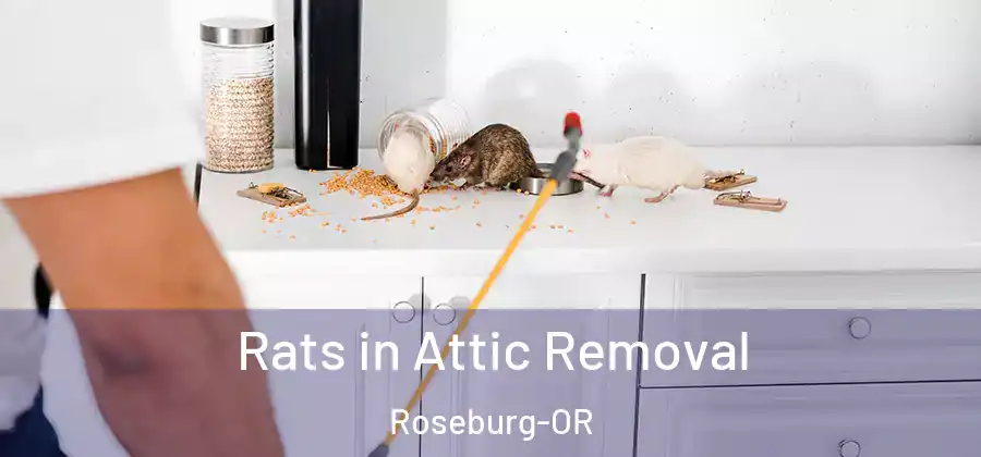 Rats in Attic Removal Roseburg-OR
