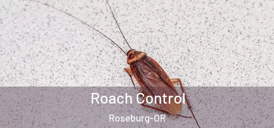 Roach Control Roseburg-OR