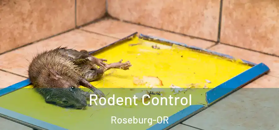 Rodent Control Roseburg-OR