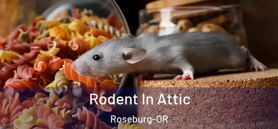 Rodent In Attic Roseburg-OR