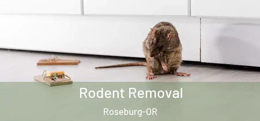 Rodent Removal Roseburg-OR