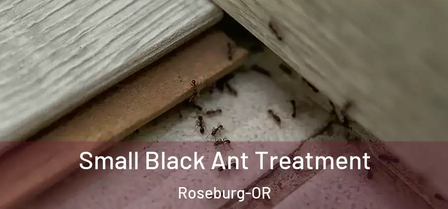 Small Black Ant Treatment Roseburg-OR