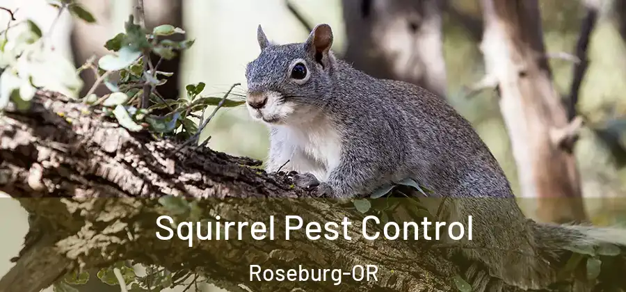 Squirrel Pest Control Roseburg-OR