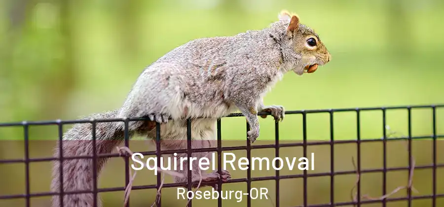 Squirrel Removal Roseburg-OR