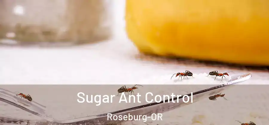 Sugar Ant Control Roseburg-OR