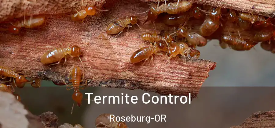  Termite Control Roseburg-OR