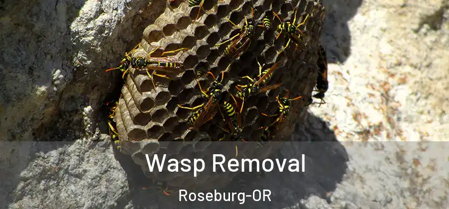 Wasp Removal Roseburg-OR