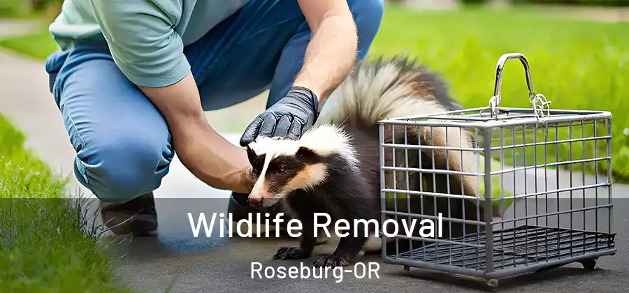 Wildlife Removal Roseburg-OR