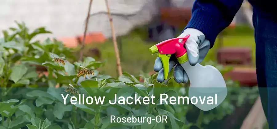 Yellow Jacket Removal Roseburg-OR